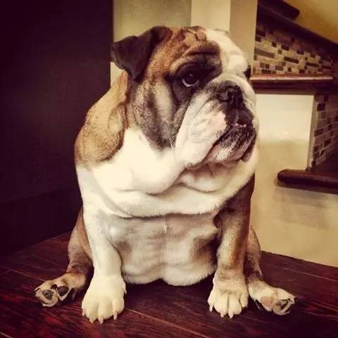 英国斗牛犬饲养方法,英国斗牛犬性格怎么样