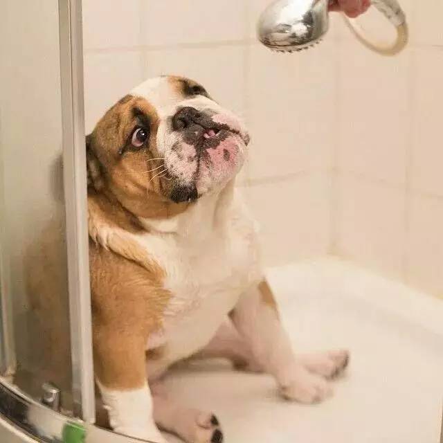 英国斗牛犬饲养方法,英国斗牛犬性格怎么样