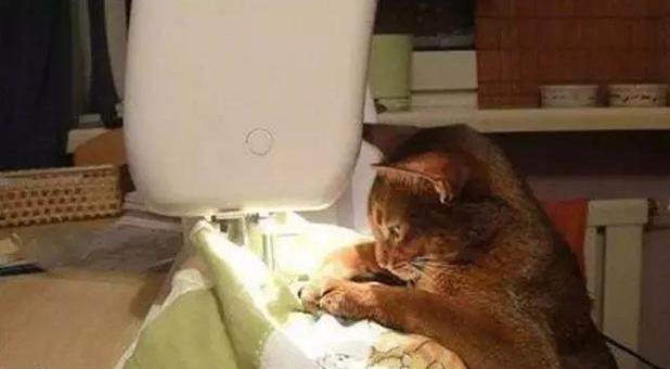 猫咪为了吃到肉有多努力,猫咪为了干饭努力的身影真感动