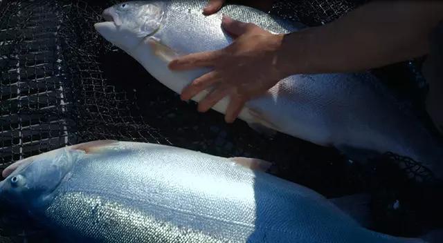 除了北冰洋还有什么洋,挪威什么鱼好吃