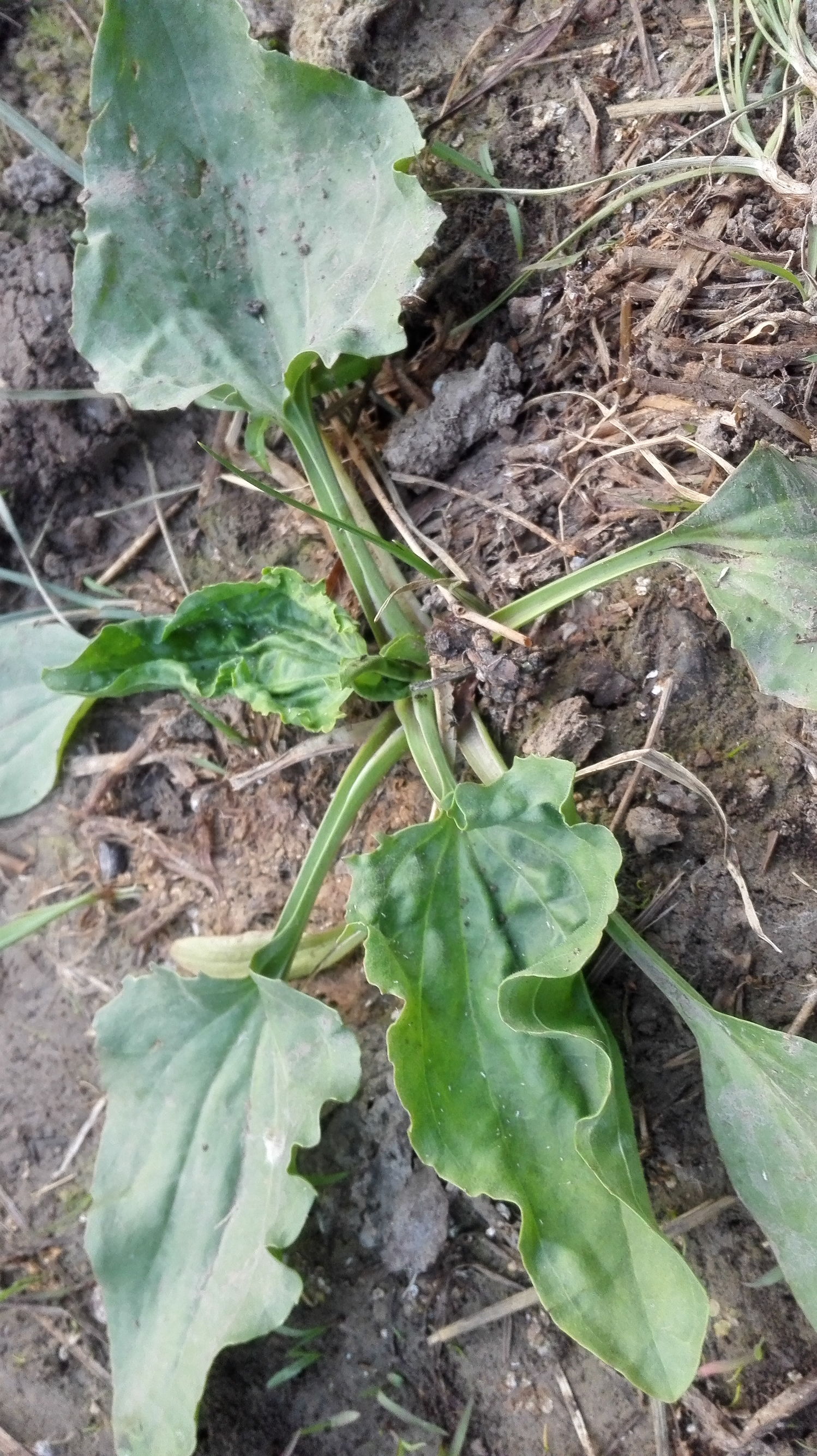 车前草的生存之道,车前草生命力真的很旺盛