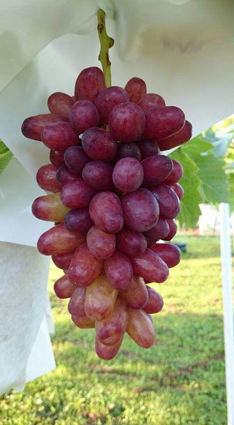 七星女王葡萄的优点和缺点,七星女皇葡萄简介