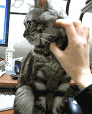 功夫猫搞笑动态图片,搞笑蓝猫gif动图