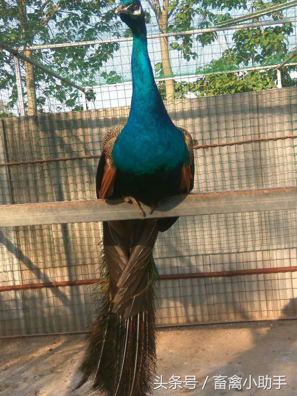 养鸡三年赚钱吗,养鸡赚钱不再愁