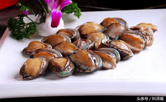 胆小的别进!青岛的海虫子,可以入药可以吃,鲍鱼也在内!