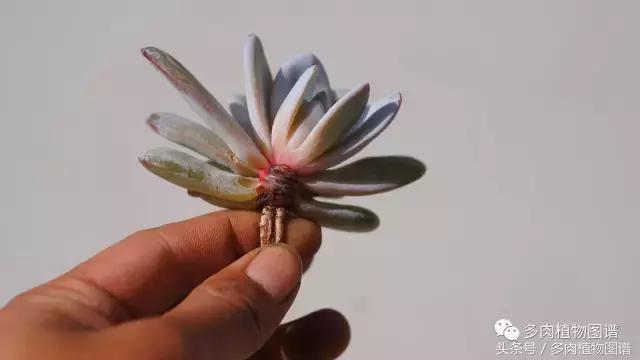 室内种多肉怎么防止腐黑,多肉防止腐黑药