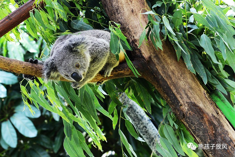 广州长隆野生动物园游玩攻略,广州长隆野生动物园攻略自由行