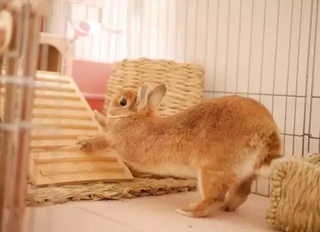 如果你养兔子了会怎样,养一只兔子会寂寞吗