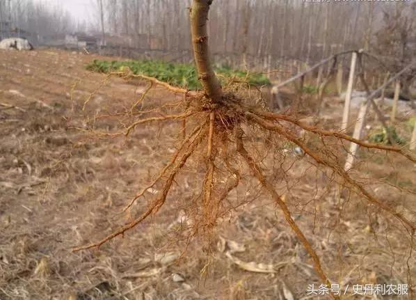 如何知道哪些是根管,根管有啥用