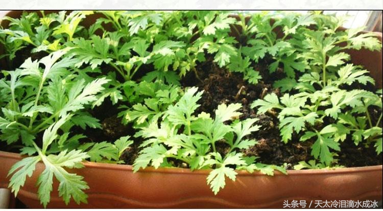 盆栽艾草可以除蚊子吗,家里种植艾草能驱蚊吗