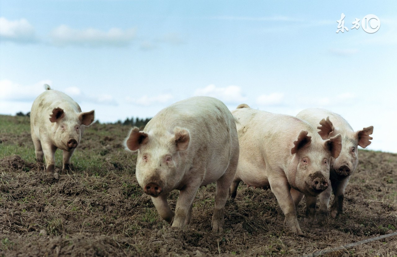 饲料污染的重灾区霉菌毒素危害！