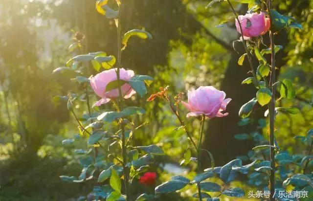 南京是一座很美的城市,南京最让人震撼的城市