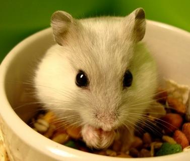 仓鼠骨折怎么防治视频播放,仓鼠骨折了怎么救助