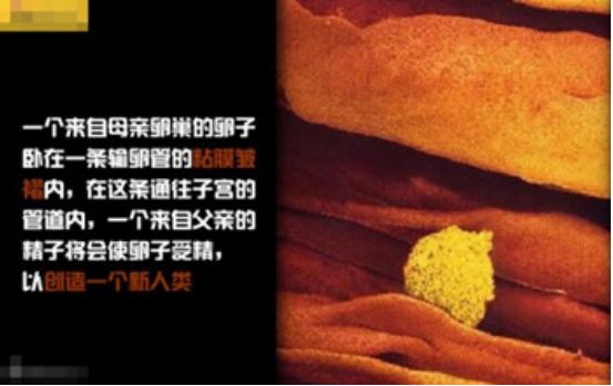 真实拍摄人类胚胎发育过程,10张图带你了解孕育全过程