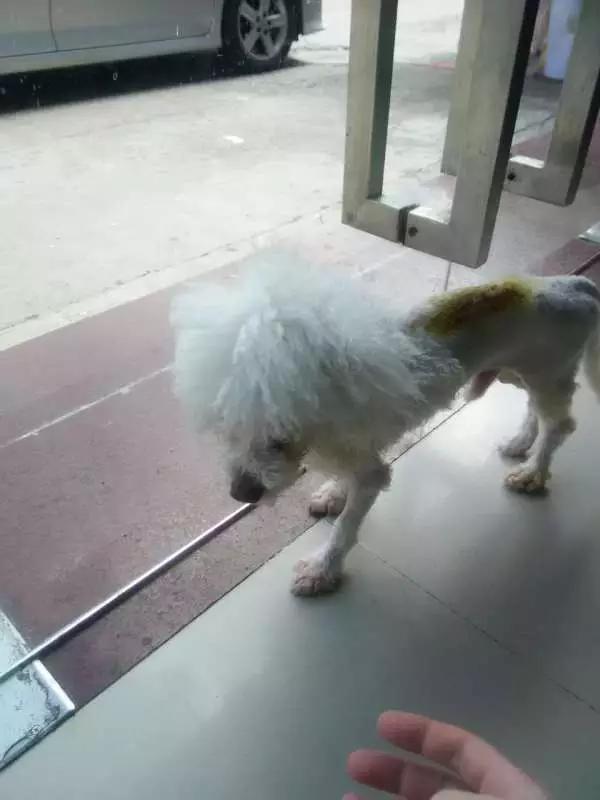 当宠物医生的感受,做宠物医生要什么条件