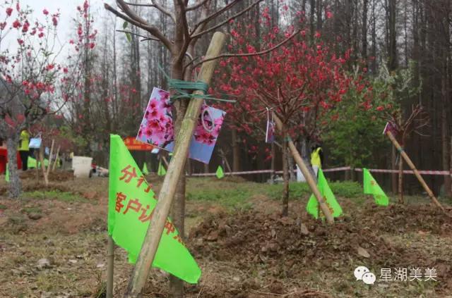 七星岩景区桃花,肇庆七星岩的桃花是什么颜色的
