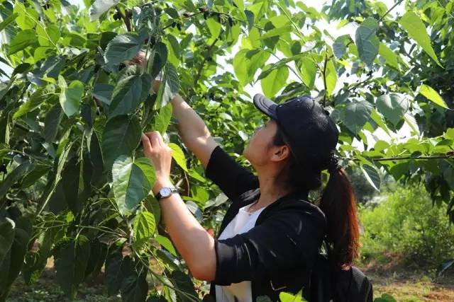 桑葚园采摘技巧,蓟州白桑葚鲜果