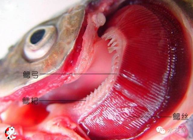 鱼的解剖及内部结构观察,鱼的内部构造讲解