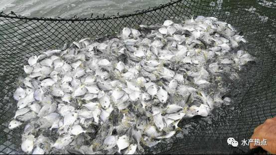 2020年金鲳鱼全国总产值,金鲳鱼养殖行情