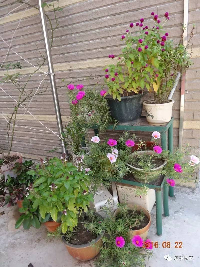 小城花事，泥土中滋生的花园梦