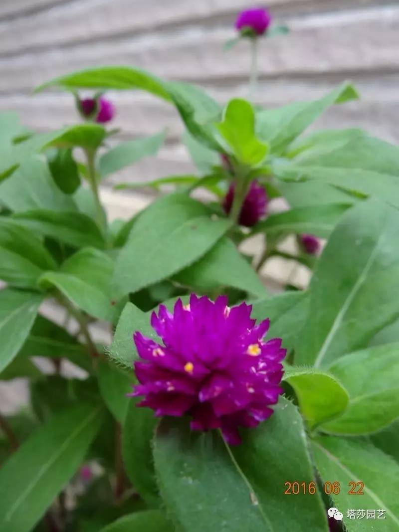 小城花事，泥土中滋生的花园梦