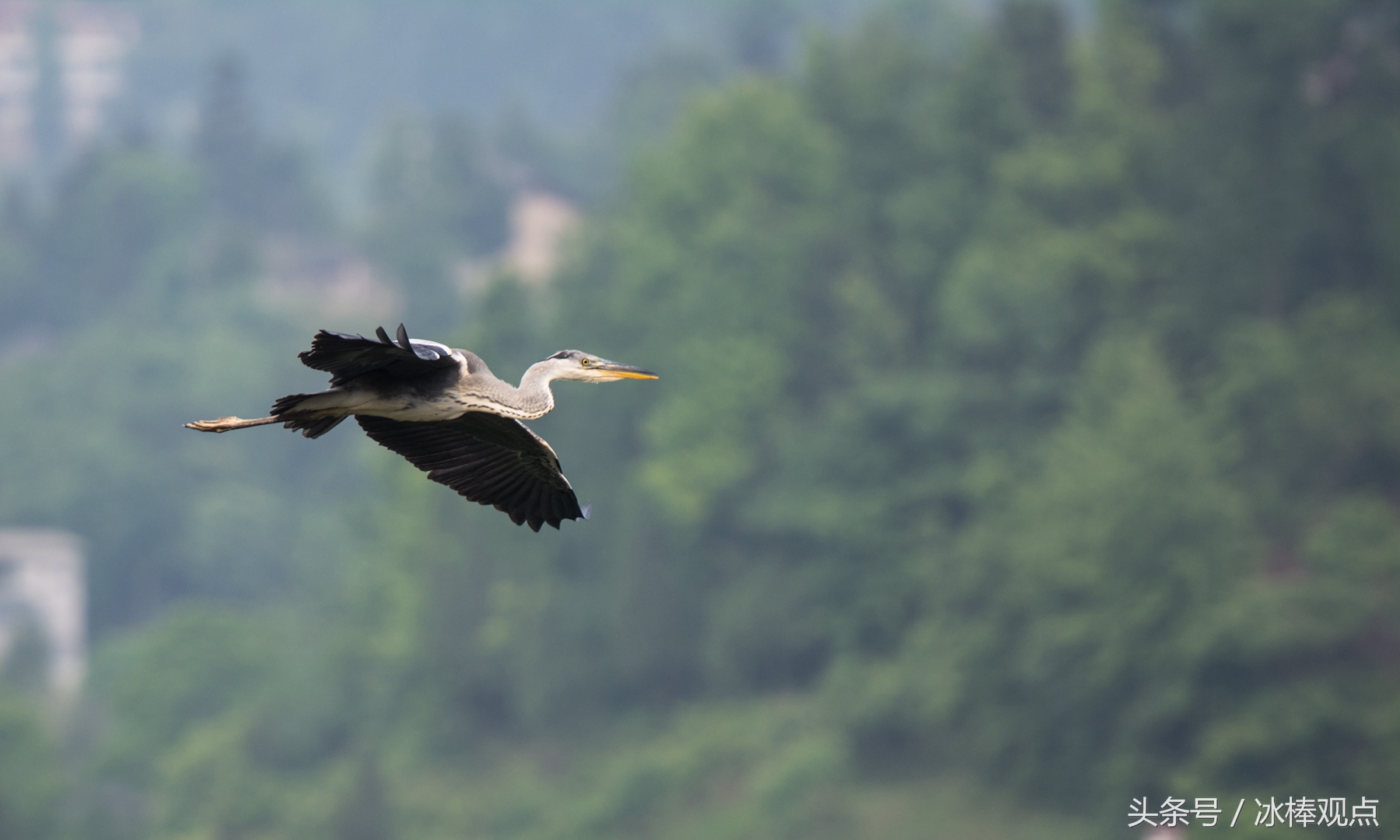藏在贵州大山深处的惊艳之美,隐藏在贵州大山里的古寨
