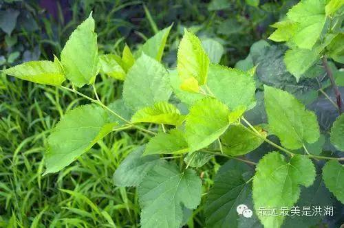 农村随处可见的野草,农村随处可见的草也能卖