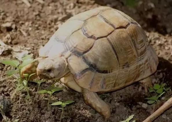 它被人冠以“小安格”的名号,却比真的安哥更金贵