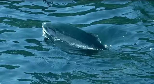 澳洲三种特别好吃的鱼,除了北冰洋还有什么洋