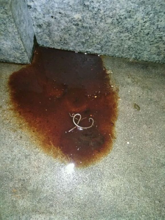 4天186元，治好了狗狗的细小！分享给宠友