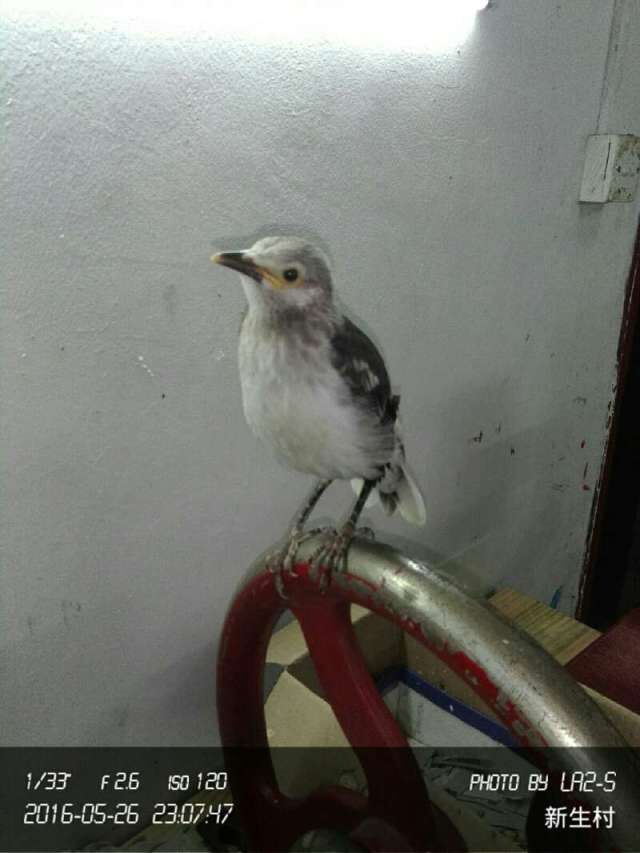 八哥学语的十个阶段,天下一场梦八哥跟主人说话