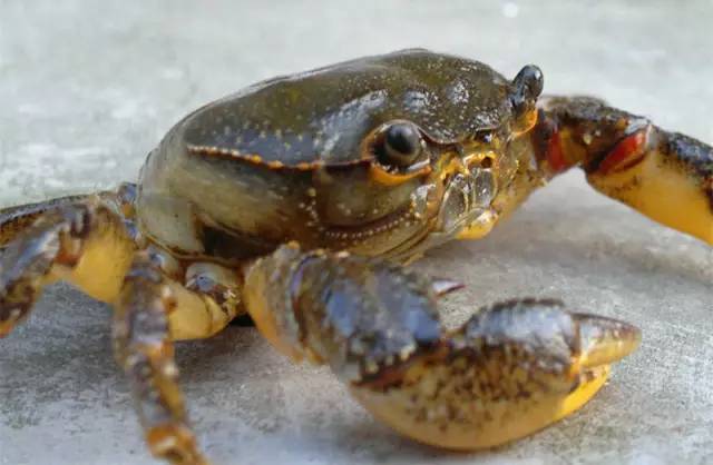 大连海鲜6月份,大连海鲜季节表