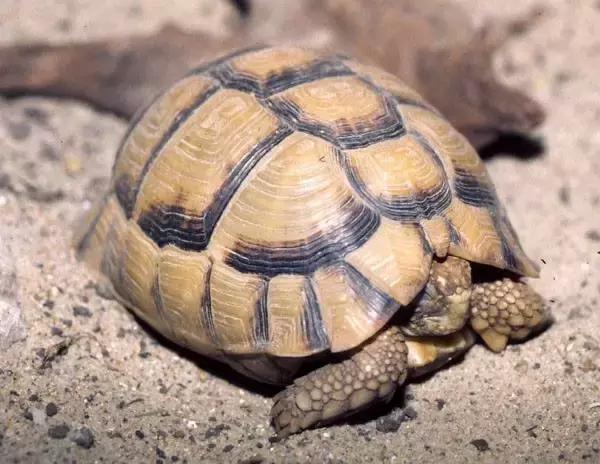 它被人冠以“小安格”的名号,却比真的安哥更金贵