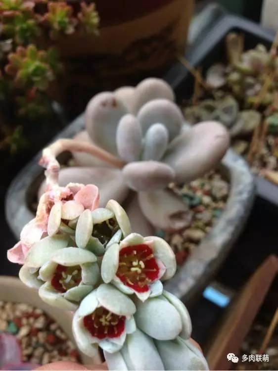 韩系美人多肉,稀有的美人系多肉