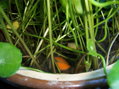 花土生小飞虫怎么消灭小妙招,消灭花里小飞虫