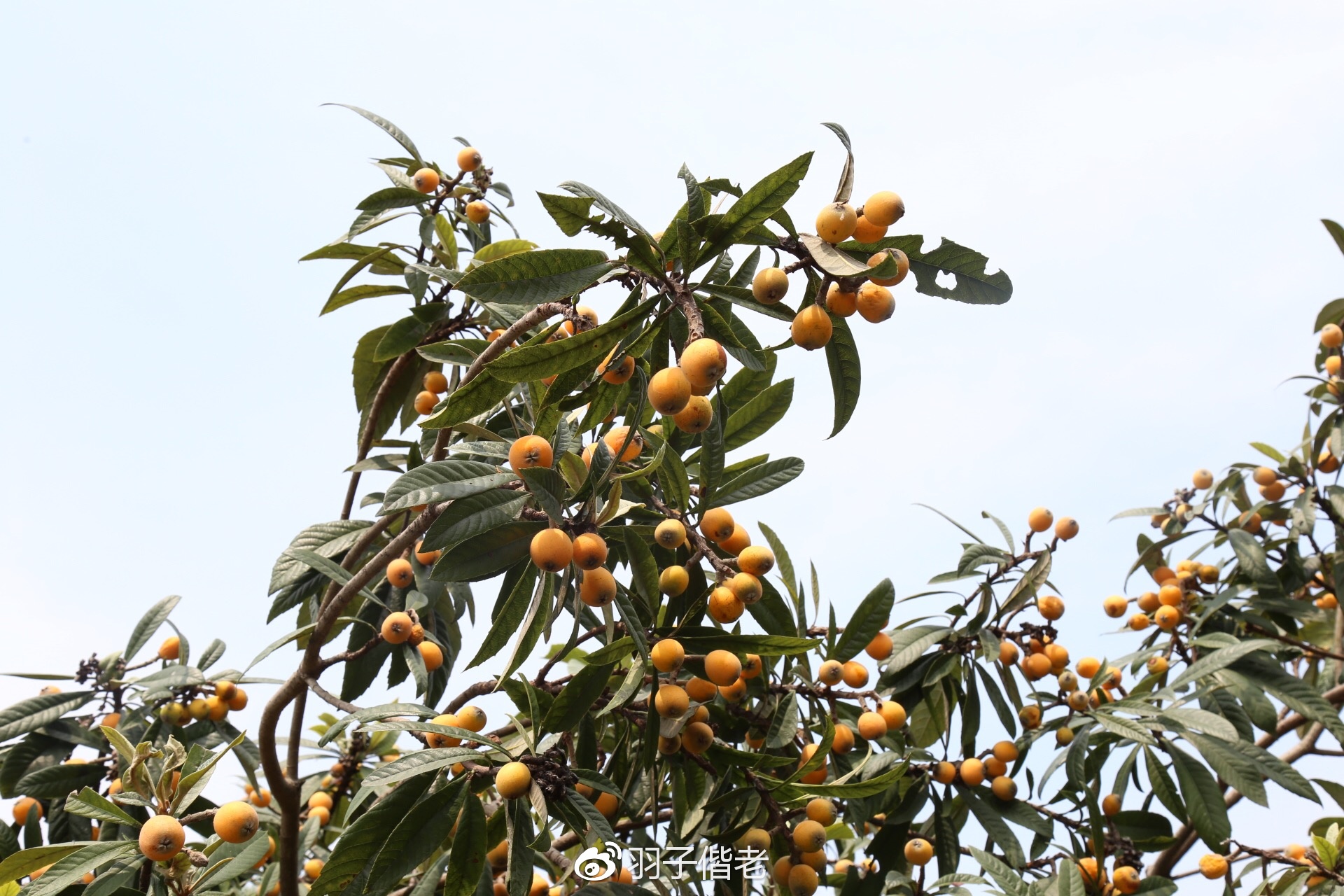 日日春农庄,日日春农业生态园