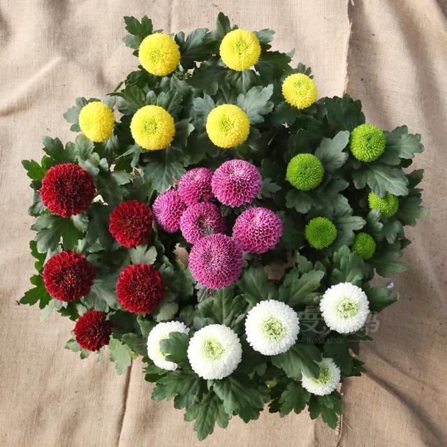 常见的8种进口花，你养过几种？第4种小睡莲最难养