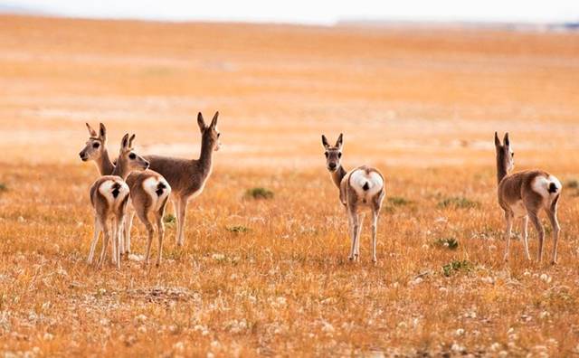 北京到青海自驾游最佳路线,北京至青海自驾游攻略