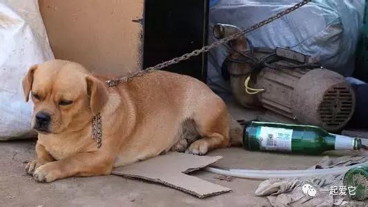 养宠知识狗狗呕吐了怎么办,小土狗无精打采怎么了