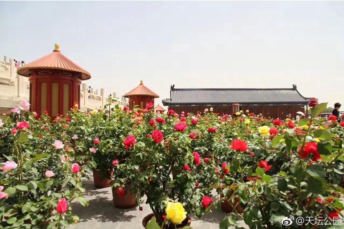 北京月季花十里花海在什么地方,月季花海等你来赏2018北京