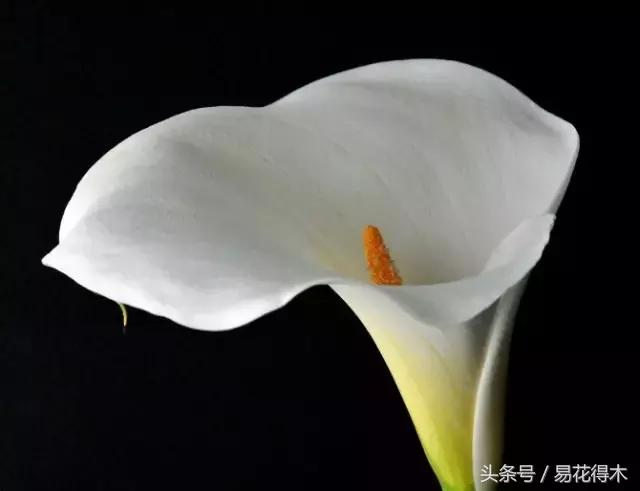 马蹄莲花怎么养护和浇水,如何让马蹄莲一年四季都活着