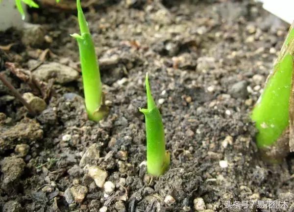 如何才能让马蹄莲复花,马蹄莲什么时候休眠什么时候开花