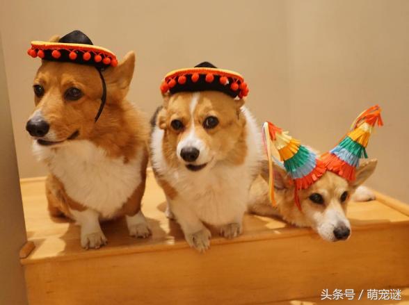 柯基犬真的有体臭吗,怎么解决柯基犬臭的问题