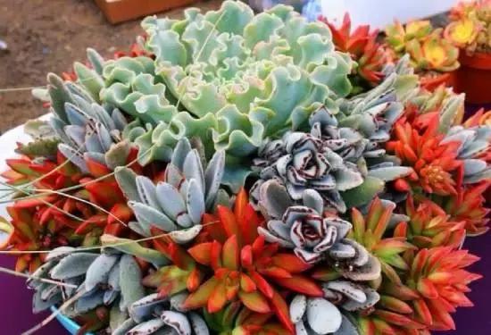 多肉化水叶片要不要摘下来,红宝石多肉掉叶子化水怎么办