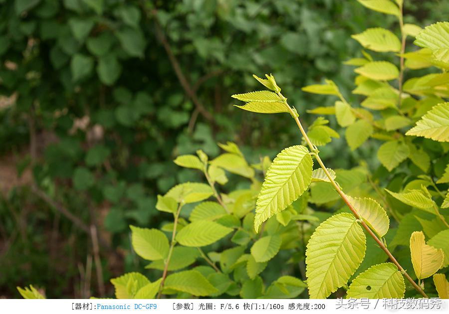 松下gf9微型单电相机,松下gf9相机怎么样