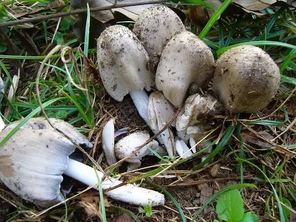 去野外采蘑菇意外发现巨毒蘑菇,采蘑菇发现毒蘑菇