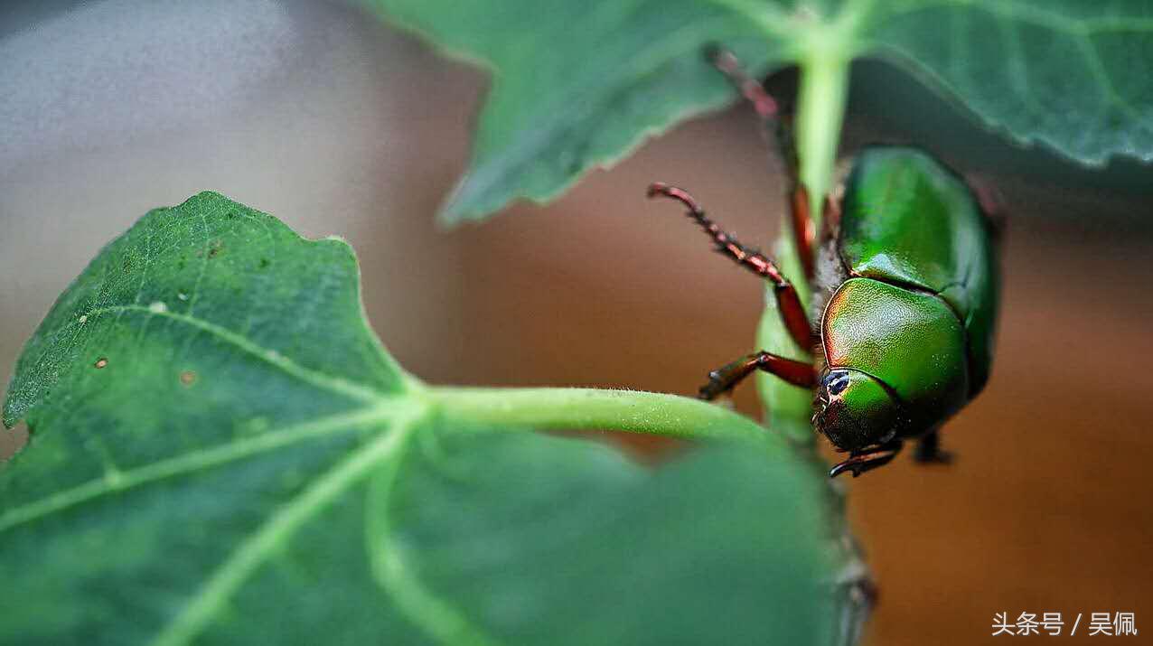 甲壳虫翡冷翠和竹篱绿区别,翡冷翠版甲壳虫图片