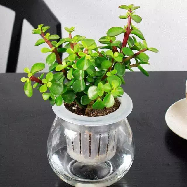 姘村煿鐜夋爲妞嶇墿,鐩嗘牻鐨勯搧鏍戝彲浠ユ按鍩瑰悧