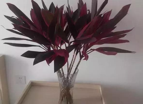 姘村煿鐜夋爲妞嶇墿,鐩嗘牻鐨勯搧鏍戝彲浠ユ按鍩瑰悧