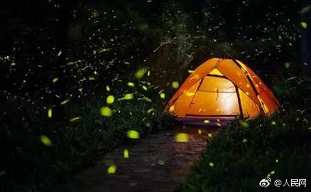 淘宝为什么禁止卖萤火虫,淘宝禁售cdkey